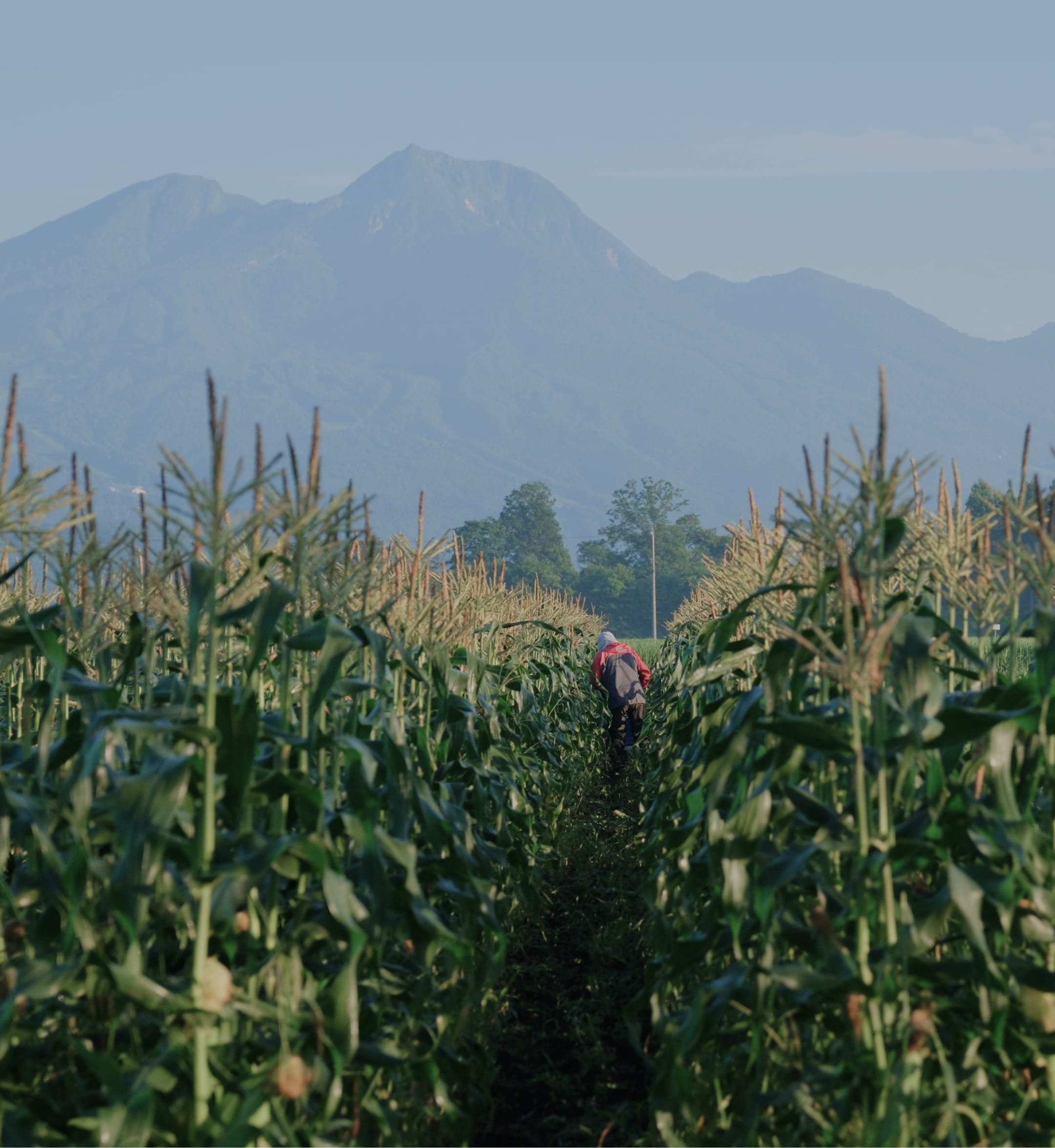 信濃町のトウモロコシ畑を掻き分ける人の後ろ姿