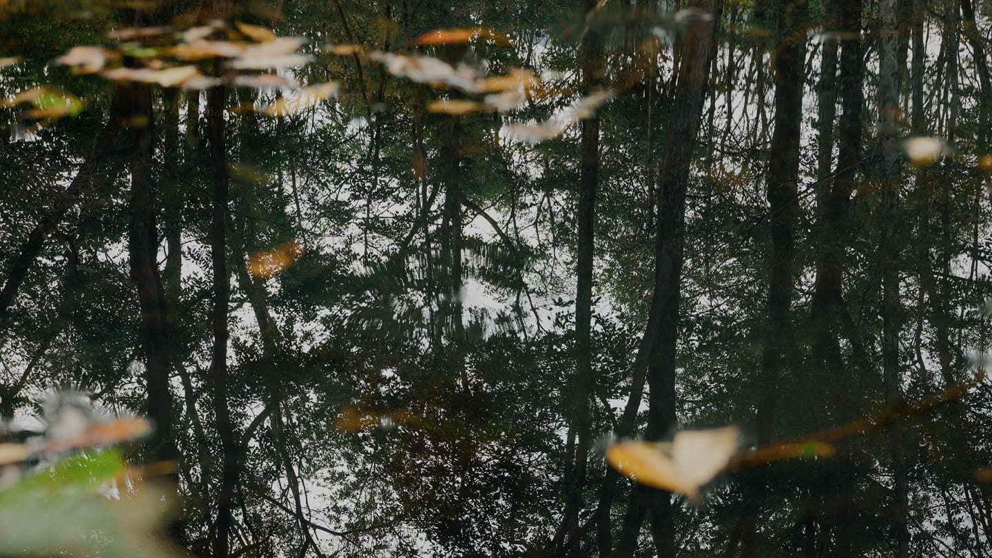 水面に反射する森と、浮かぶ落ち葉の写真