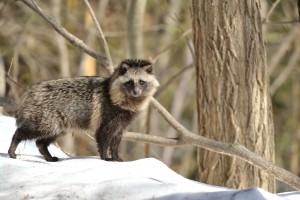 タヌキ｜ありえない、いなかまち。長野県信濃町の移住者支援サイト