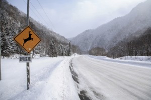 動物出没注意！！ここは多くの野生動物が生息する町