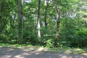 【町有地】　野尻湖周辺の自然に囲まれた別荘地Z-7のサムネイル