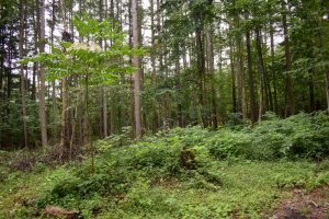 開けた森の中の広大な土地☆大井【土地ｰ4】のサムネイル