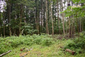 開けた森の中の広大な土地☆大井【土地ｰ4】のサムネイル