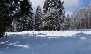 開けた森の中の広大な土地☆大井【土地ｰ4】のサムネイル