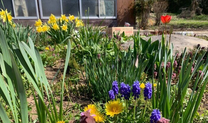 春、飯田さんの庭に、水仙やチューリップなどの花が一斉に咲いているところ