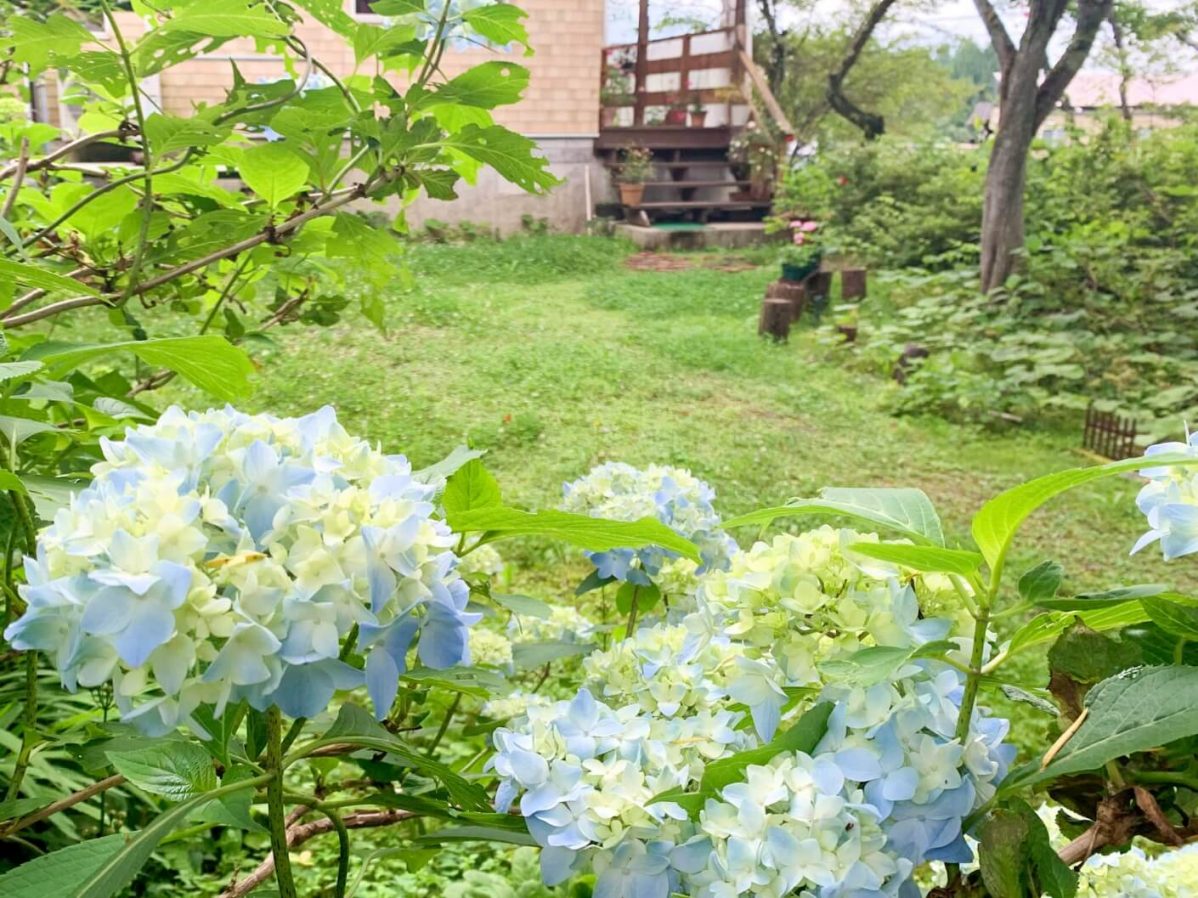 長野県信濃町の黒姫食堂の庭。アジサイが咲いている