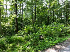 【黒姫保養地】黒姫高原スノーパークまで3km！接道良好な原野☆柏原 黒姫山【土地-17】のサムネイル