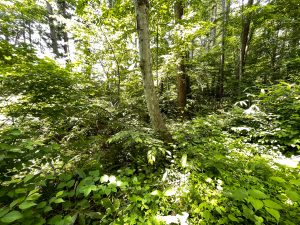 【黒姫保養地】黒姫高原スノーパークまで3km！接道良好な原野☆柏原 黒姫山【土地-17】のサムネイル