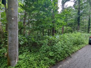 【黒姫保養地】静かな森の中で自然と一体になりたいあなたに♪ ☆野尻 黒姫山【土地-28】のイメージ