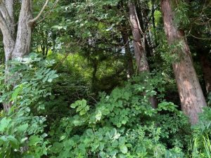 憧れのリゾートすぐ隣の別荘地♪ ☆古海【土地-29】のサムネイル