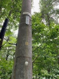 【黒姫保養地】静かな森の中で自然と一体になりたいあなたに♪ ☆野尻 黒姫山【土地-28】のサムネイル