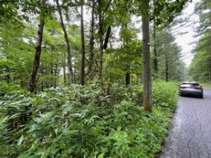 【黒姫保養地】静かな森の中で自然と一体になりたいあなたに♪ ☆野尻 黒姫山【土地-28】のサムネイル