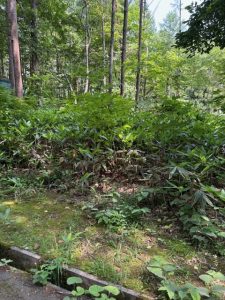 木漏れ日綺麗な南麓別荘地125坪☆柏原【土地-35】のサムネイル