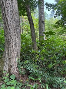 木漏れ日綺麗な南麓別荘地125坪☆柏原【土地-35】のサムネイル