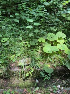 木漏れ日綺麗な南麓別荘地125坪☆柏原【土地-35】のサムネイル