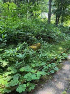 木漏れ日綺麗な南麓別荘地125坪☆柏原【土地-35】のサムネイル