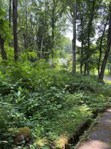 木漏れ日綺麗な南麓別荘地125坪☆柏原【土地-35】のイメージ