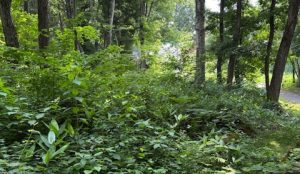 木漏れ日綺麗な南麓別荘地125坪☆柏原【土地-35】