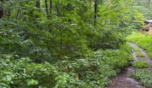 【黒姫保養地】森の中の秘密基地のような場所☆柏原 黒姫山【土地-45】