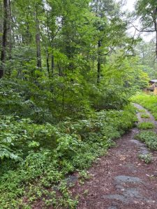 【黒姫保養地】森の中の秘密基地のような場所☆柏原 黒姫山【土地-45】のサムネイル