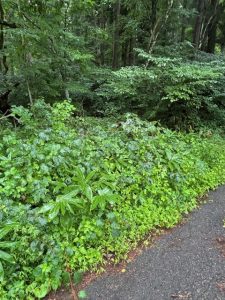 【黒姫保養地】森の中の秘密基地のような場所☆柏原 黒姫山【土地-45】のサムネイル