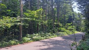 【黒姫保養地】黒姫高原ホテル近くの広大な緑広がる土地♪☆野尻 黒姫山【土地-54】のサムネイル