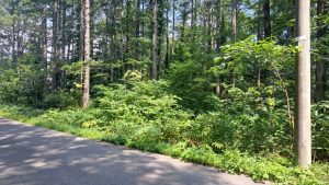 【黒姫保養地】黒姫高原ホテル近くの広大な緑広がる土地♪☆野尻 黒姫山【土地-54】のサムネイル