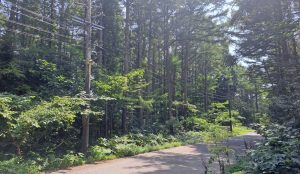 【黒姫保養地】黒姫高原ホテル近くの広大な緑広がる土地♪☆野尻 黒姫山【土地-54】