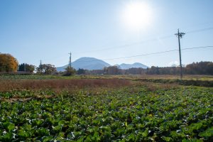 隣地は広々キャベツ畑