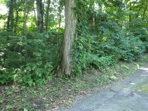 国道もI.Cも近い！利便性の良い土地♪☆野尻【土地-52】のサムネイル