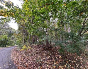 【黒姫保養地】緑に囲まれて暮らす生活♪☆野尻 黒姫山【土地-60】のイメージ