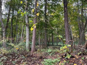 【黒姫保養地】緑に囲まれて暮らす生活♪☆野尻 黒姫山【土地-60】のサムネイル