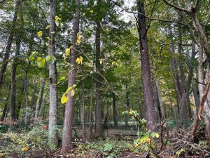 【黒姫保養地】緑に囲まれて暮らす生活♪☆野尻 黒姫山【土地-60】のサムネイル