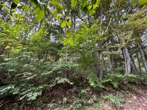 【黒姫保養地】緑に囲まれて暮らす生活♪☆野尻 黒姫山【土地-60】のサムネイル