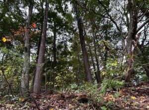【黒姫保養地】緑に囲まれて暮らす生活♪☆野尻 黒姫山【土地-60】のサムネイル