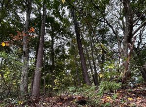 【黒姫保養地】緑に囲まれて暮らす生活♪☆野尻 黒姫山【土地-60】のサムネイル