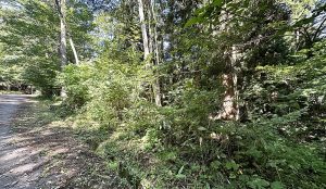 【黒姫保養地】278.29 坪！木々に癒やされる☆柏原 黒姫山【土地-58】