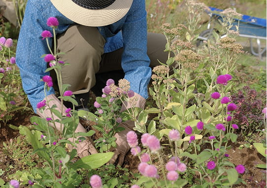 園芸部のイメージ