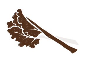 ルバーブのイラスト